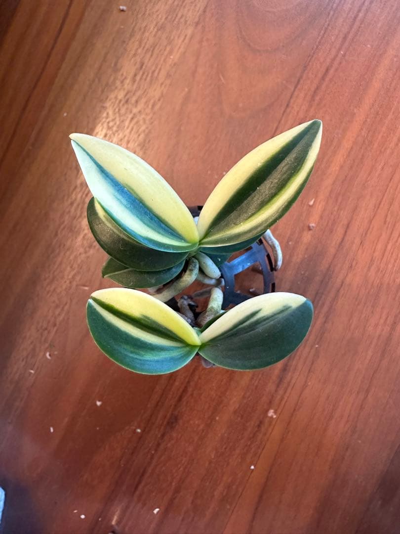 【 名護蘭 】縞と明丸縞2個セット　369