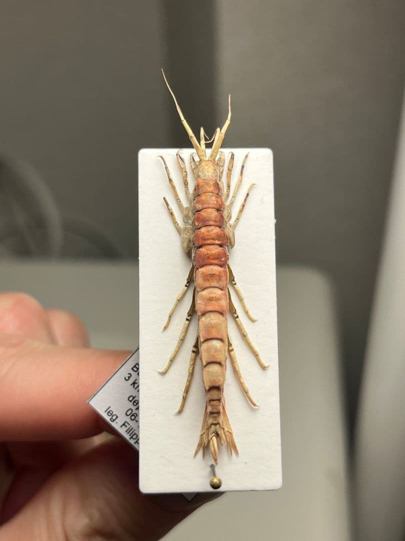 バイカルヨコエビ バイカル湖 標本 ムカデヤスデミリピードセンチピードサソリ