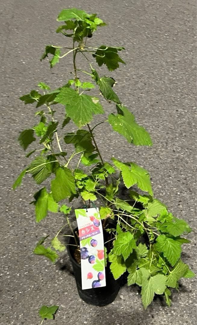 カシス ブラックカーラント大苗 希少 ベリーの木 健康と美容をサポート果樹苗木