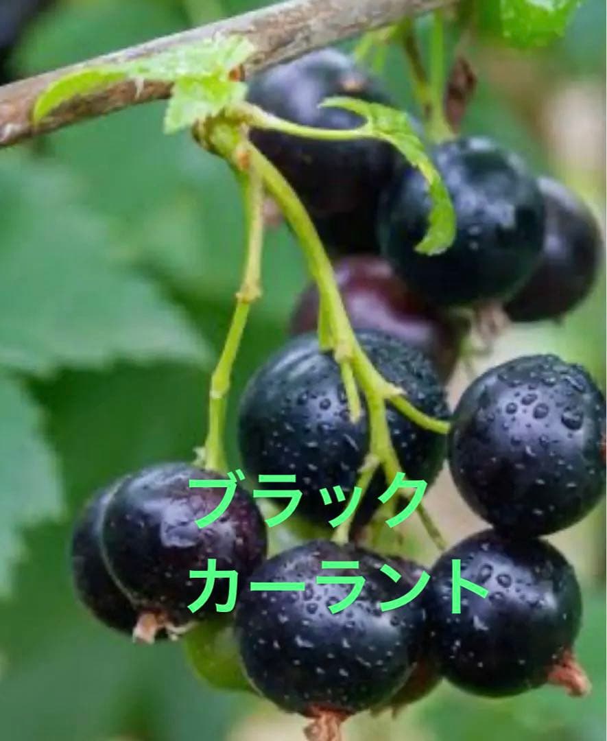 カシス ブラックカーラント大苗 希少 ベリーの木 健康と美容をサポート果樹苗木