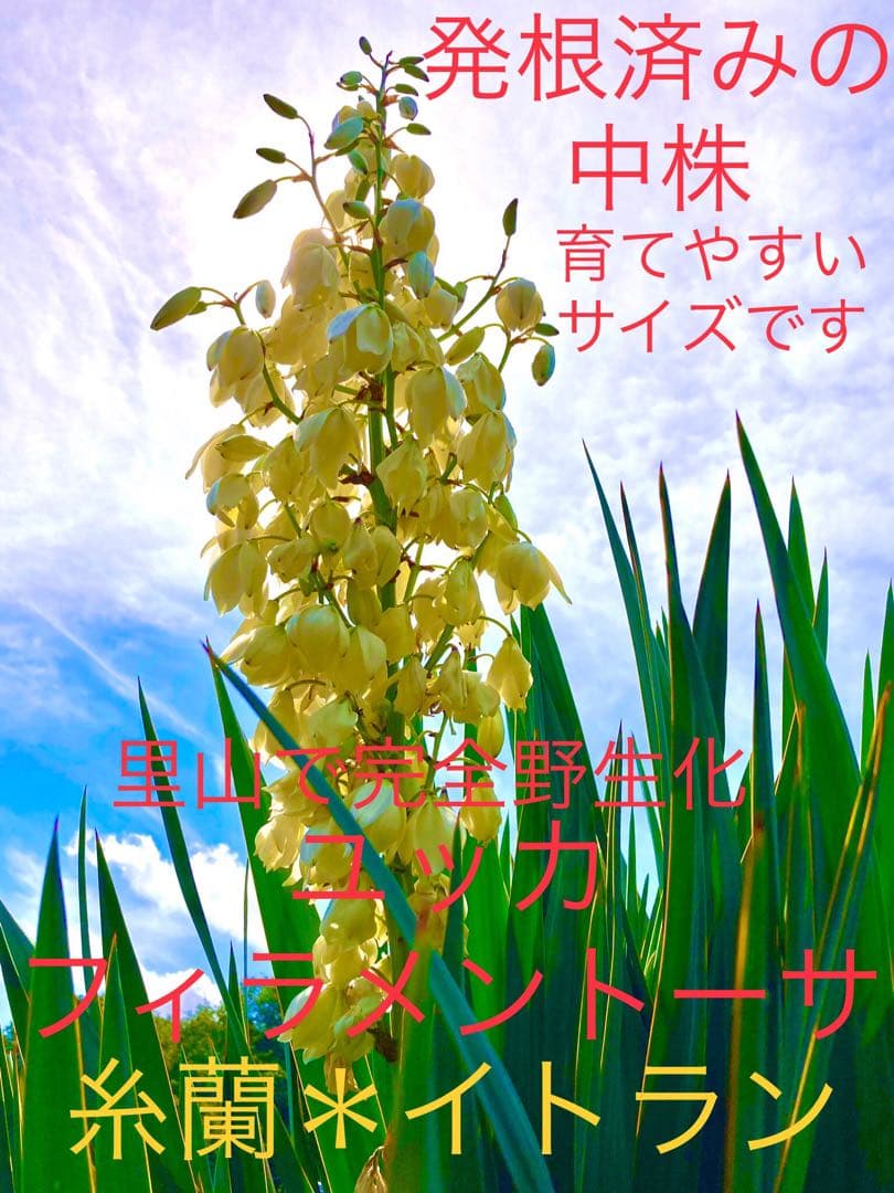 完売　発根済みの中株＊ほど良いサイズ【ユッカ フィラメントーサ＊糸蘭＊イトラン】