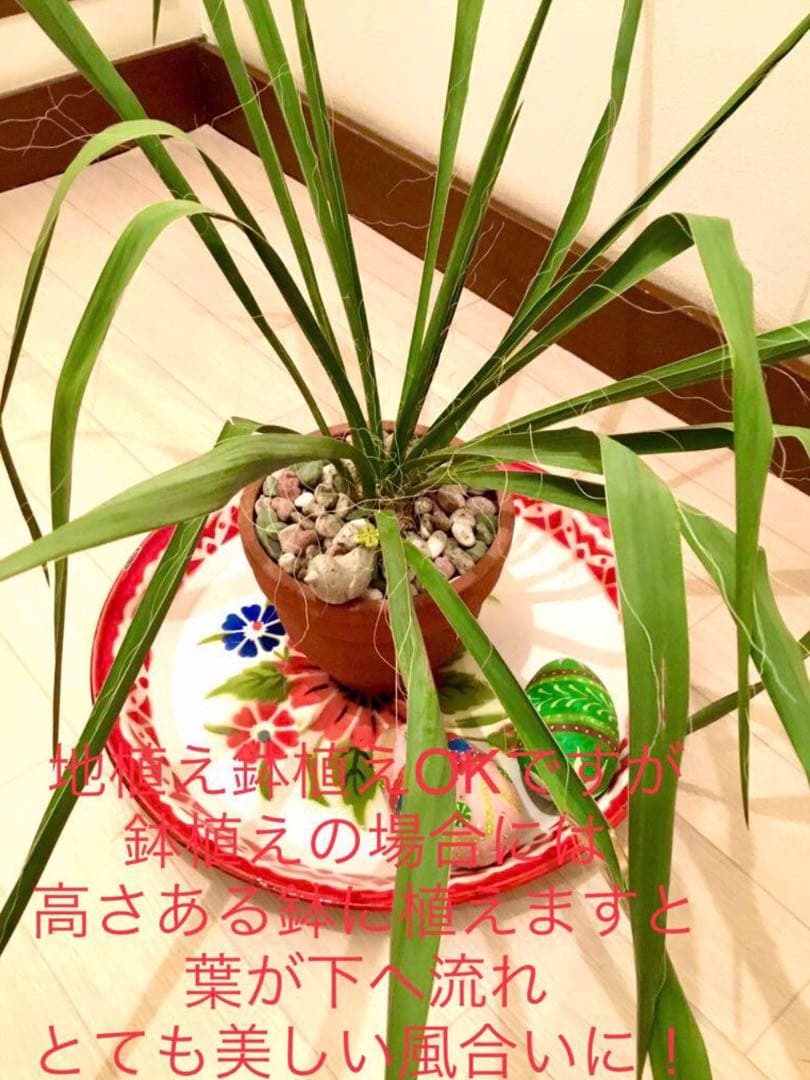 完売　発根済みの中株＊ほど良いサイズ【ユッカ フィラメントーサ＊糸蘭＊イトラン】