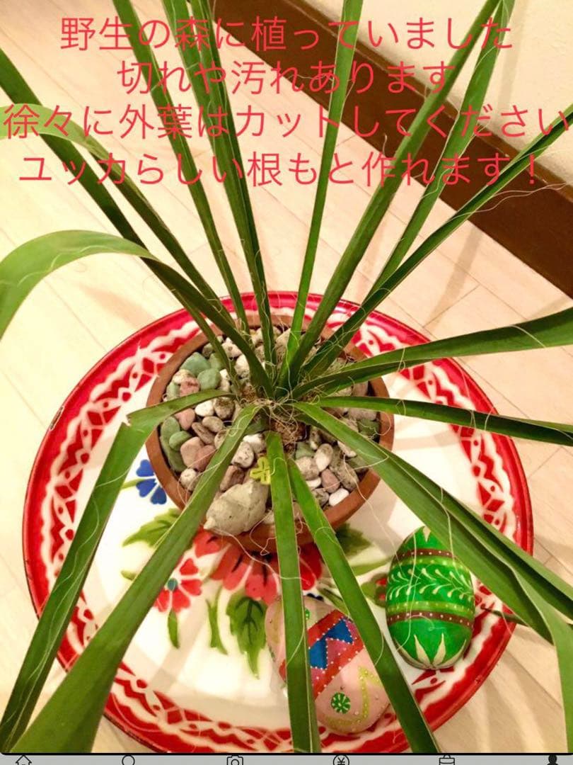 完売　発根済みの中株＊ほど良いサイズ【ユッカ フィラメントーサ＊糸蘭＊イトラン】