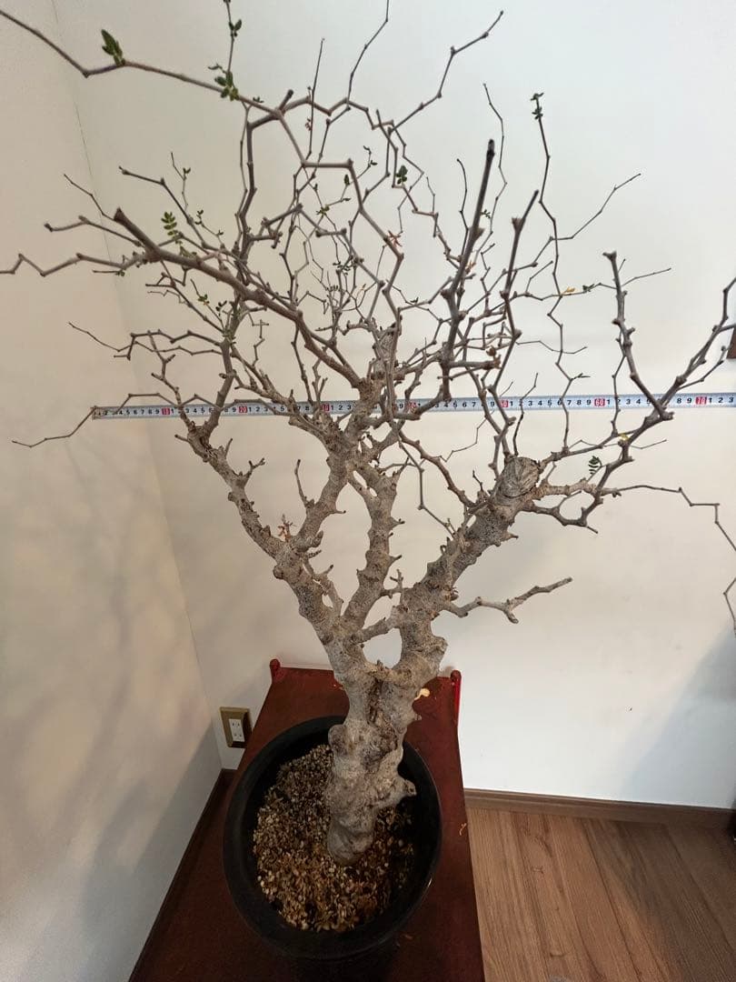 IROTSUKU　コミフォラ モンストローサ 発根済 特大 幹極太