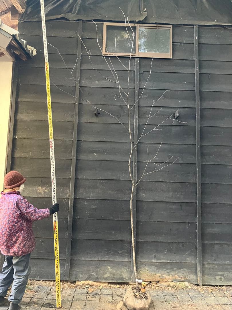 40 山採り　ウワミズザクラ