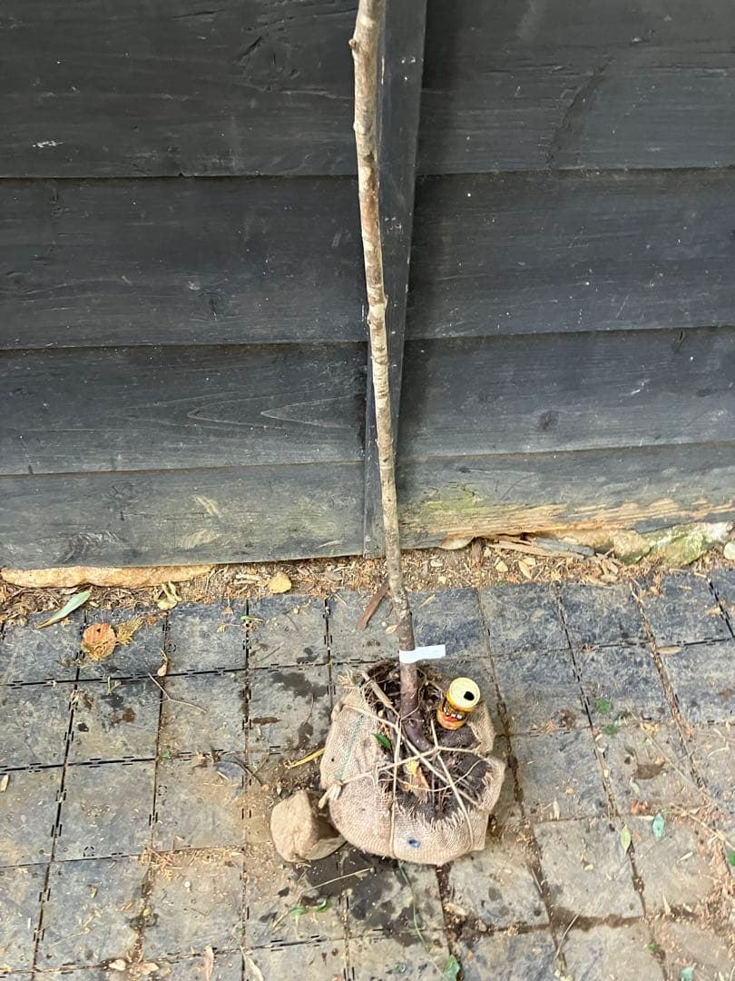 40 山採り　ウワミズザクラ