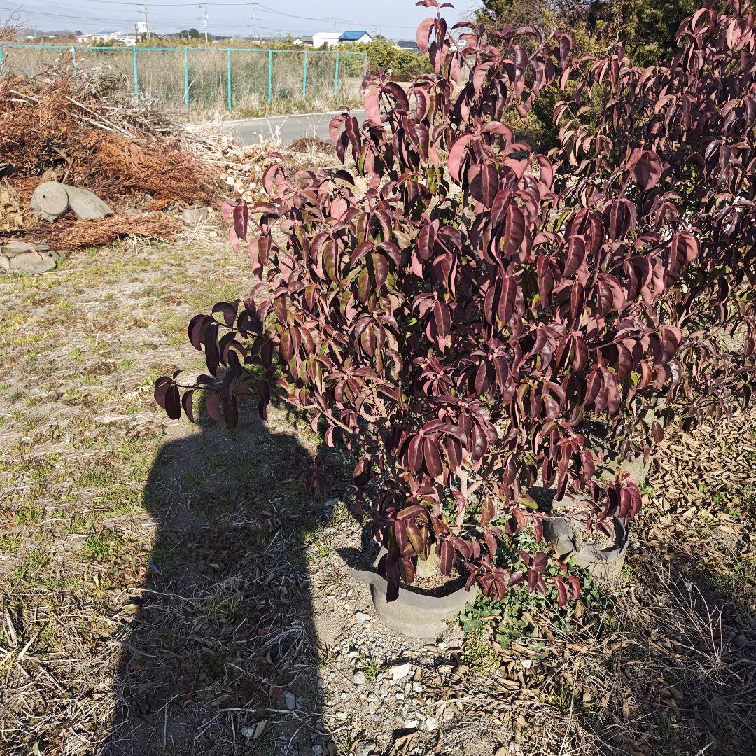 現品 常緑ヤマボウシ