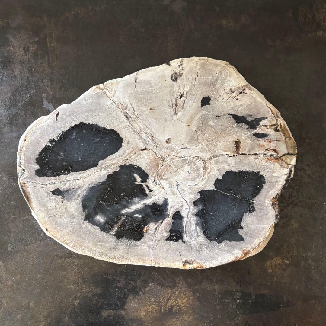 珪化木 木化石 フォッシルプレート D ペトリファイドウッド インテリア
