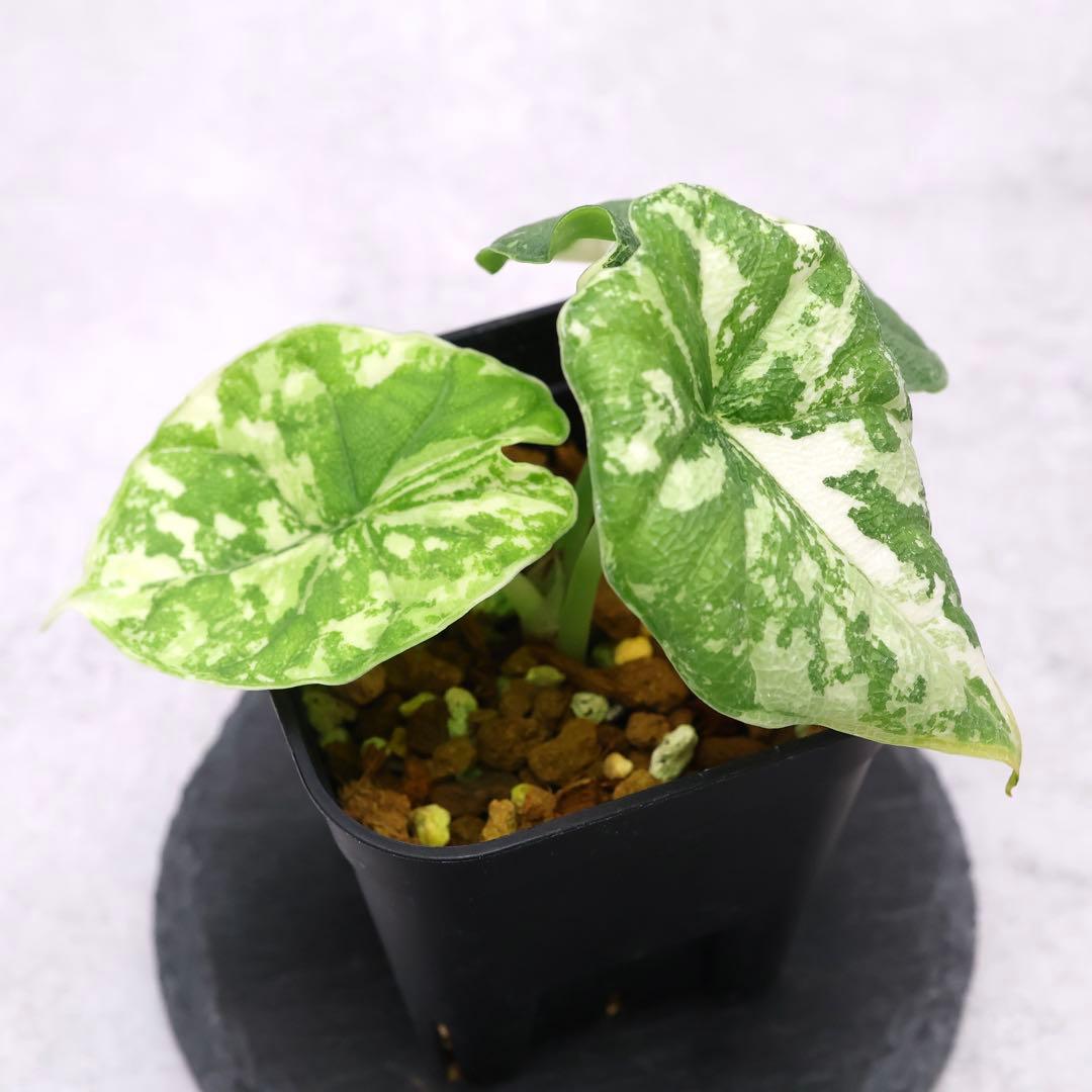 アロカシア メロ アルボ 斑入り