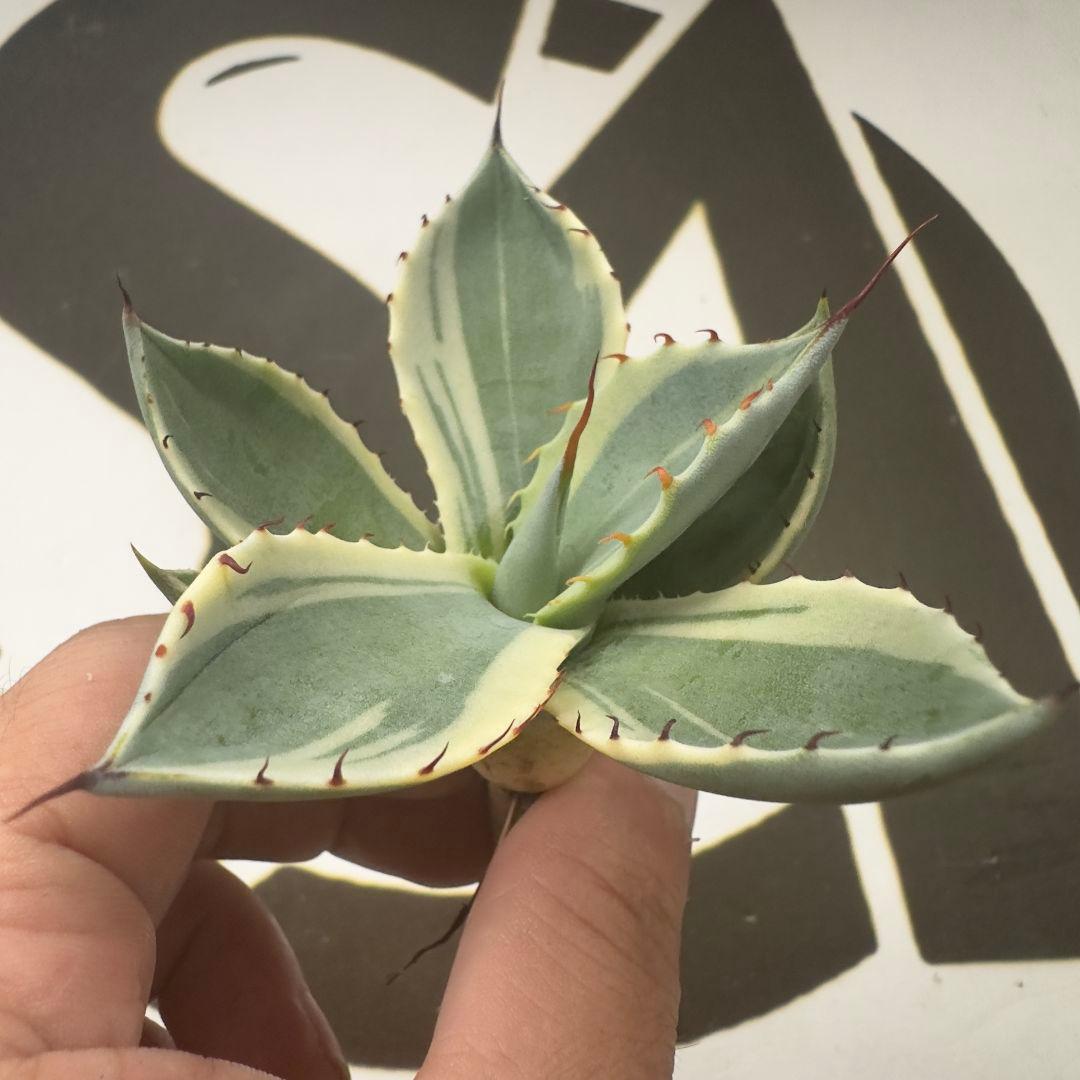 694 【上澳園芸】アガベ パリー トランカータ オリザバ 希少 優良血統