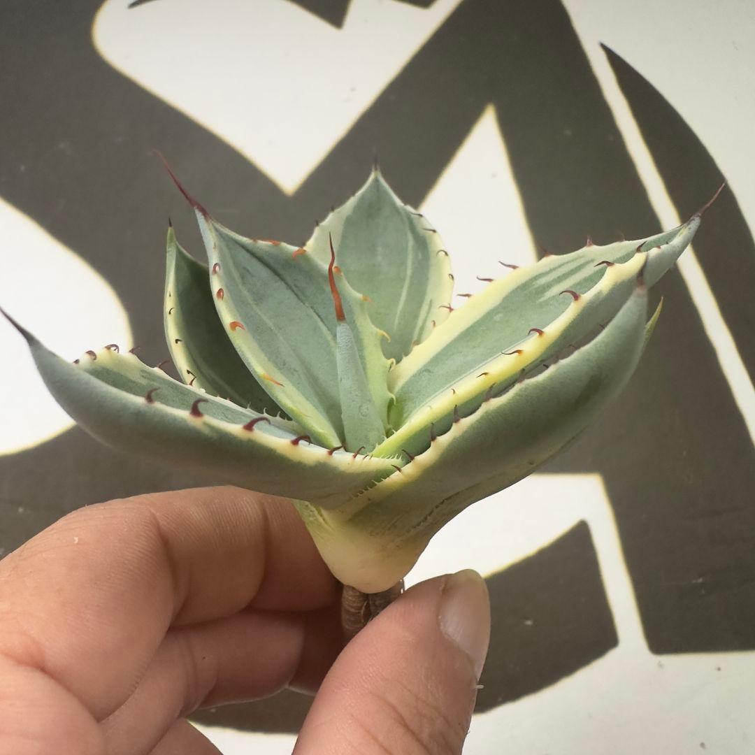 694 【上澳園芸】アガベ パリー トランカータ オリザバ 希少 優良血統