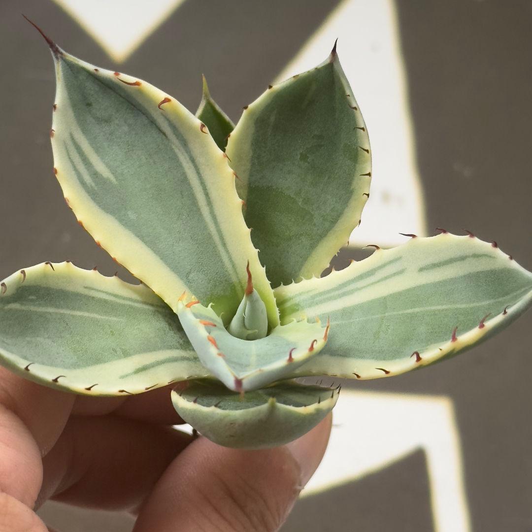 694 【上澳園芸】アガベ パリー トランカータ オリザバ 希少 優良血統