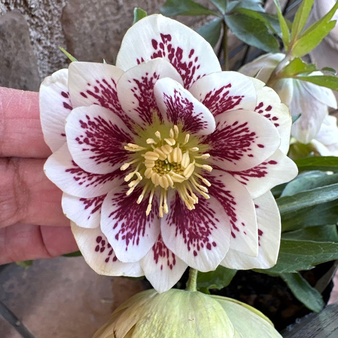 クリスマスローズ・フレグランス