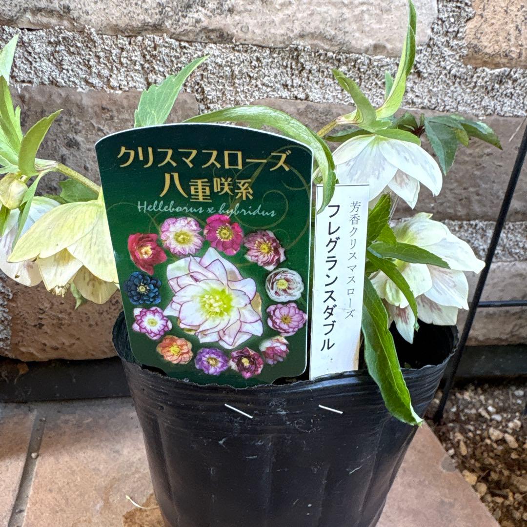 クリスマスローズ・フレグランス