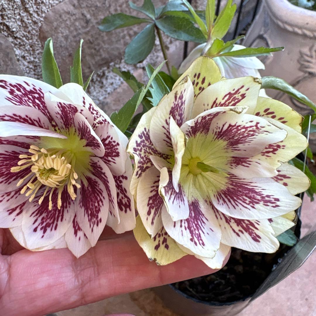 クリスマスローズ・フレグランス