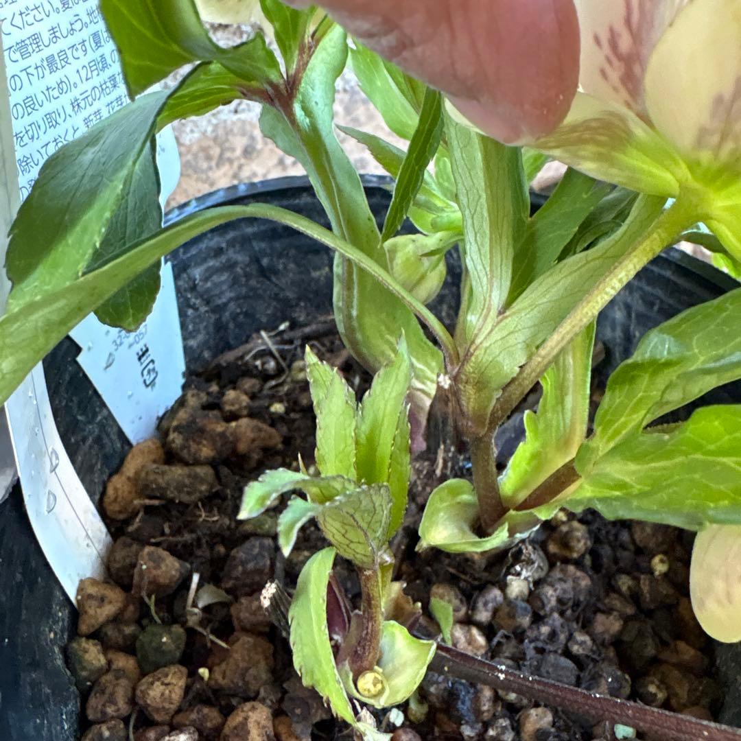 クリスマスローズ・フレグランス