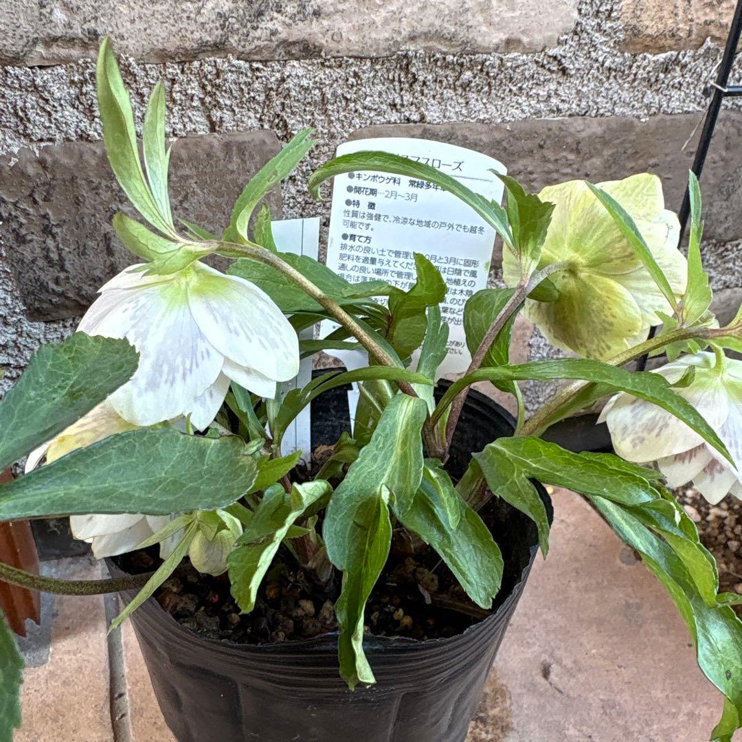 クリスマスローズ・フレグランス