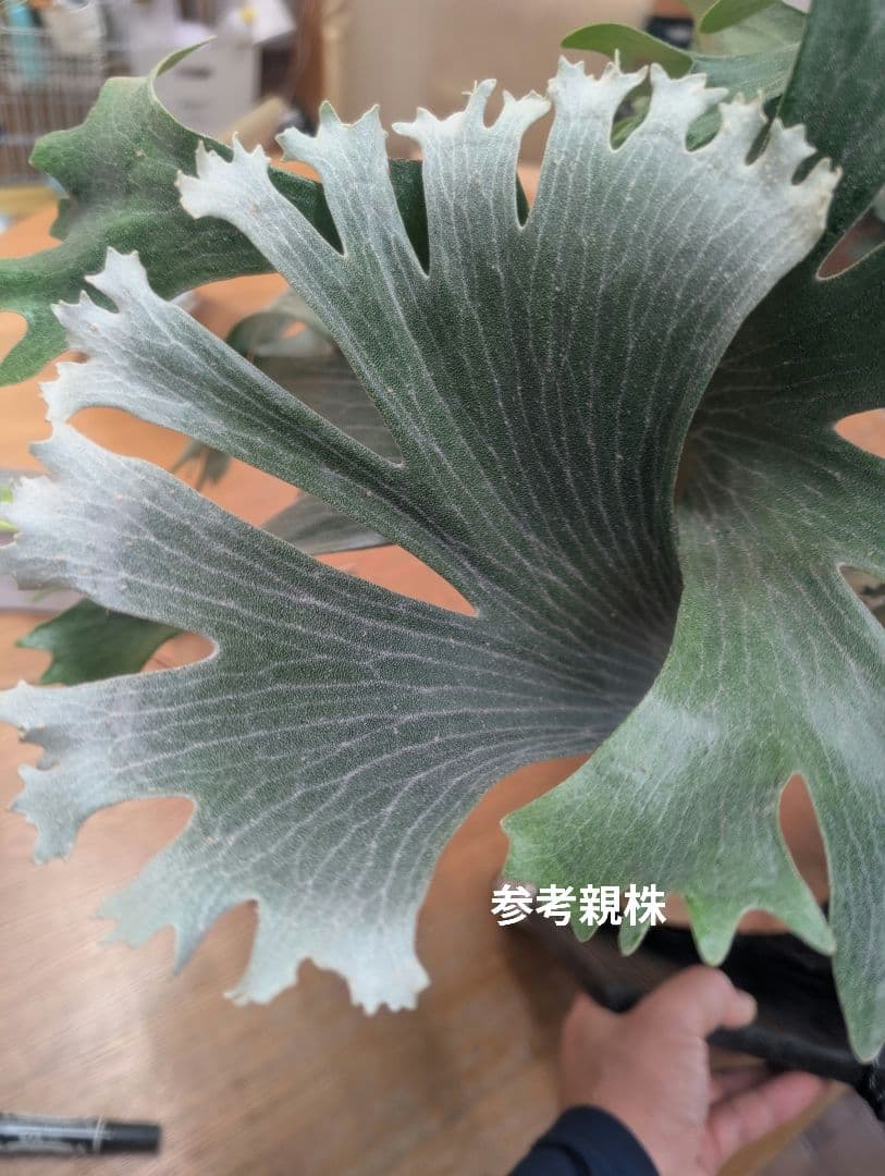 ビカクシダ Has胞子 sp