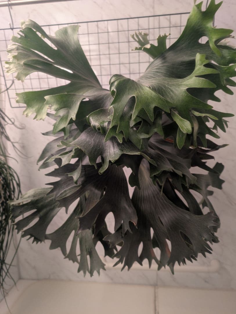 ビカクシダ Has胞子 sp