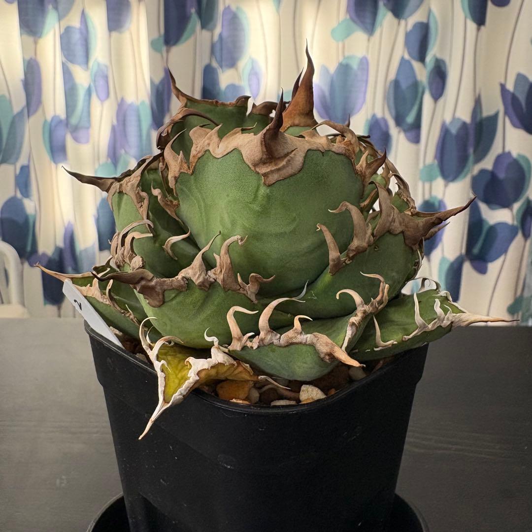 アガベ チタノタ 凱撒 シーザー Caesar②