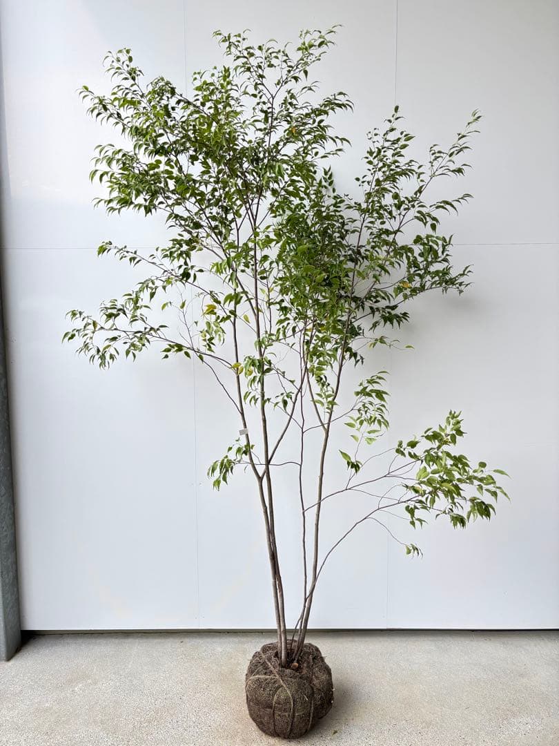 樹形の整った超特大の山採り極上株 ハイノキ 株立 557 樹高2.2m位 高級樹