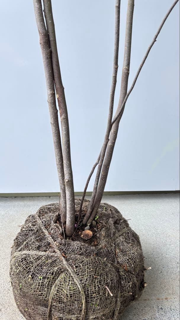 樹形の整った超特大の山採り極上株 ハイノキ 株立 557 樹高2.2m位 高級樹