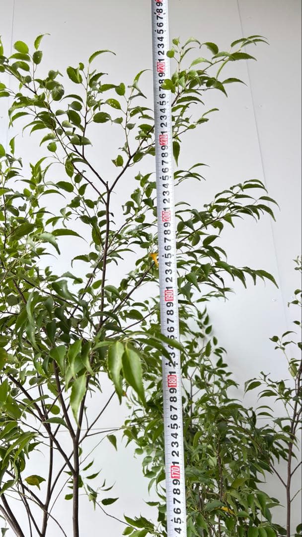 樹形の整った超特大の山採り極上株 ハイノキ 株立 557 樹高2.2m位 高級樹