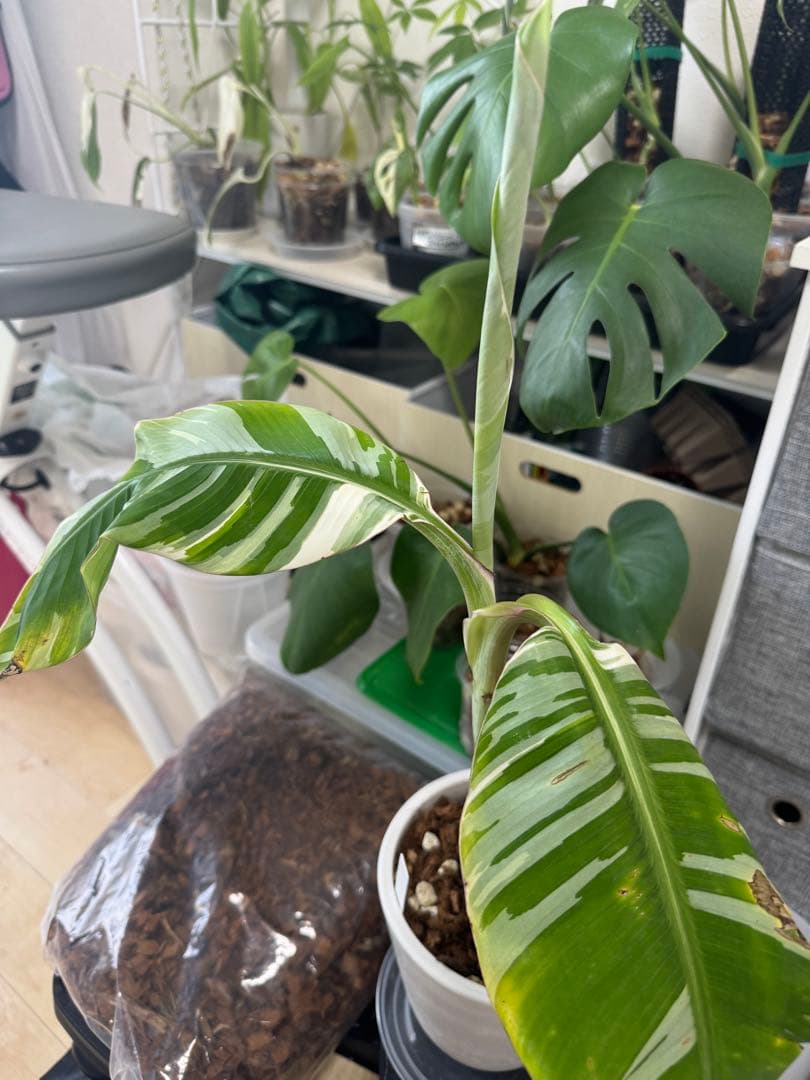 ムサアエアエ　⭐︎希少品種斑入りバナナ