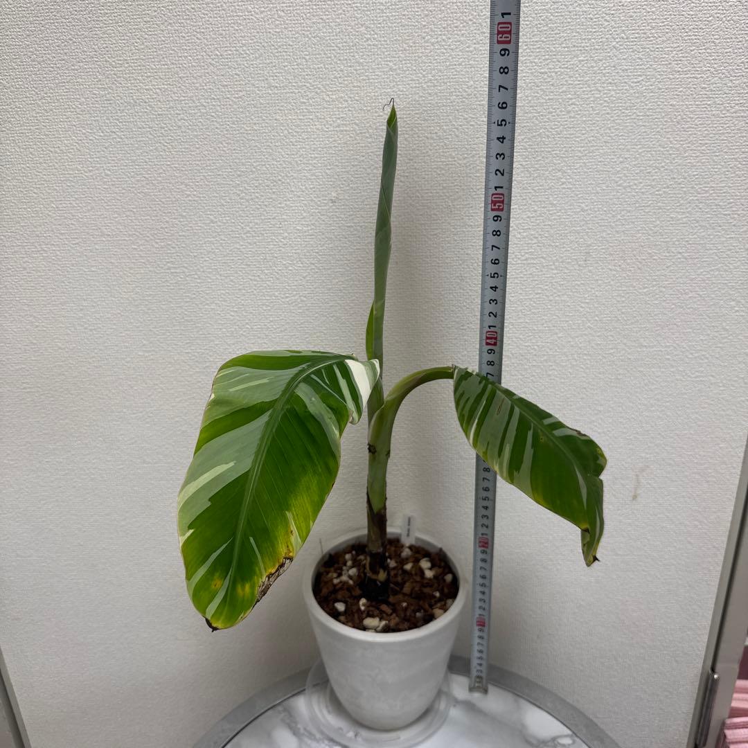 ムサアエアエ　⭐︎希少品種斑入りバナナ