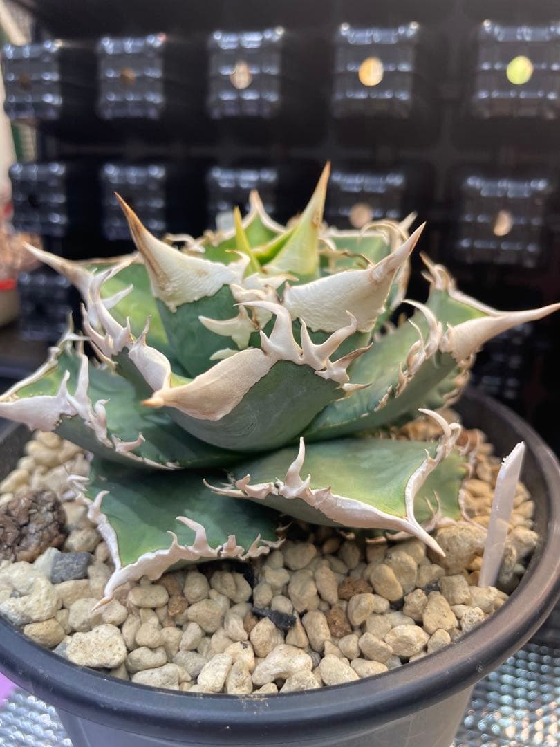 アガベ　チタノタ　ホオジロザメ　大白鯊　CJスペシャル ⑥