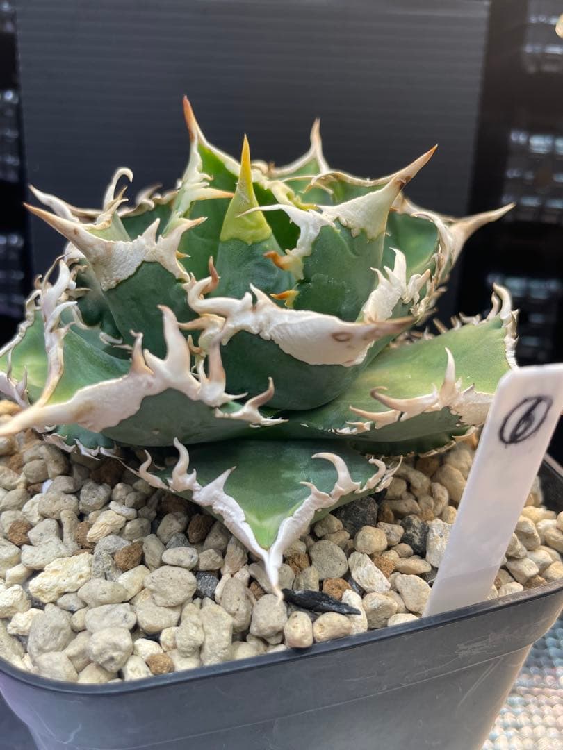 アガベ　チタノタ　ホオジロザメ　大白鯊　CJスペシャル ⑥