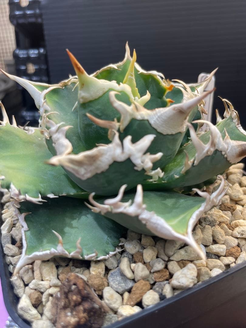 アガベ　チタノタ　ホオジロザメ　大白鯊　CJスペシャル ⑥