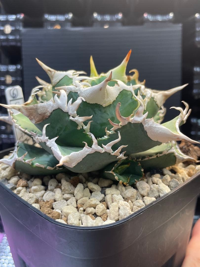 アガベ　チタノタ　ホオジロザメ　大白鯊　CJスペシャル ⑥