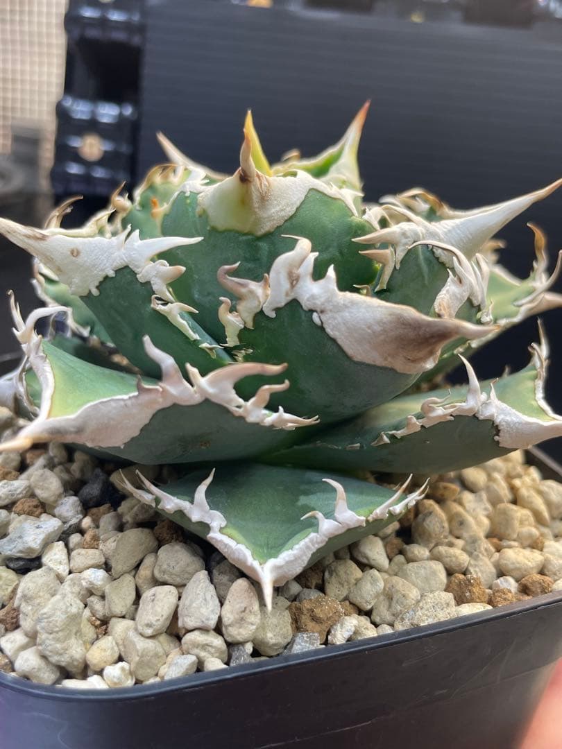 アガベ　チタノタ　ホオジロザメ　大白鯊　CJスペシャル ⑥