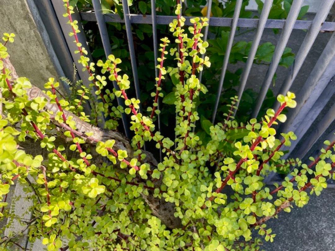 直接引取■大木ポーチュラカリア・アフラ/165cm/庭木や地植えにも■多肉質の葉