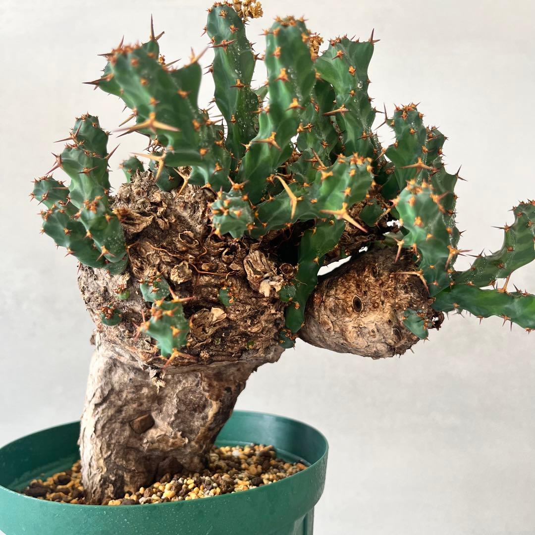 ユーフォルビア　クラビゲラ　現地球　Euphorbia clavigera Ⅱ