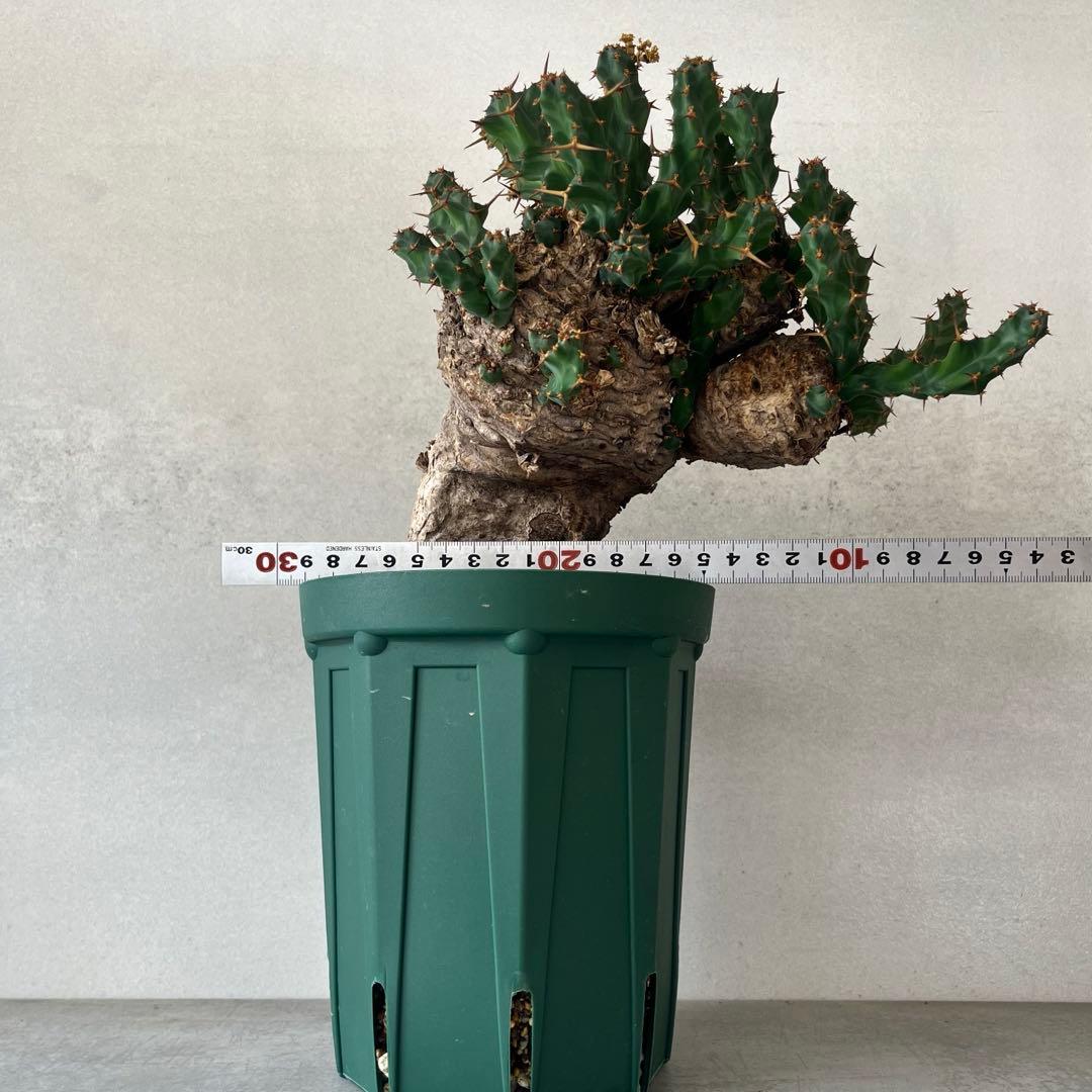 ユーフォルビア　クラビゲラ　現地球　Euphorbia clavigera Ⅱ