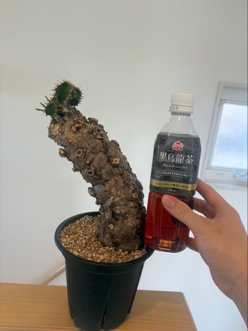 ユーフォルビアムランジー発根済み