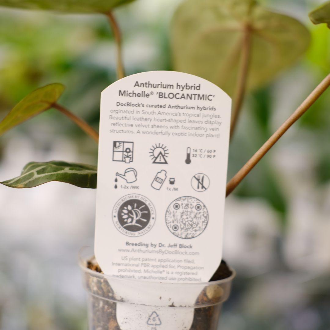 【正規】Anthurium 'Michelle' / アンスリウム・ミシェル⑦