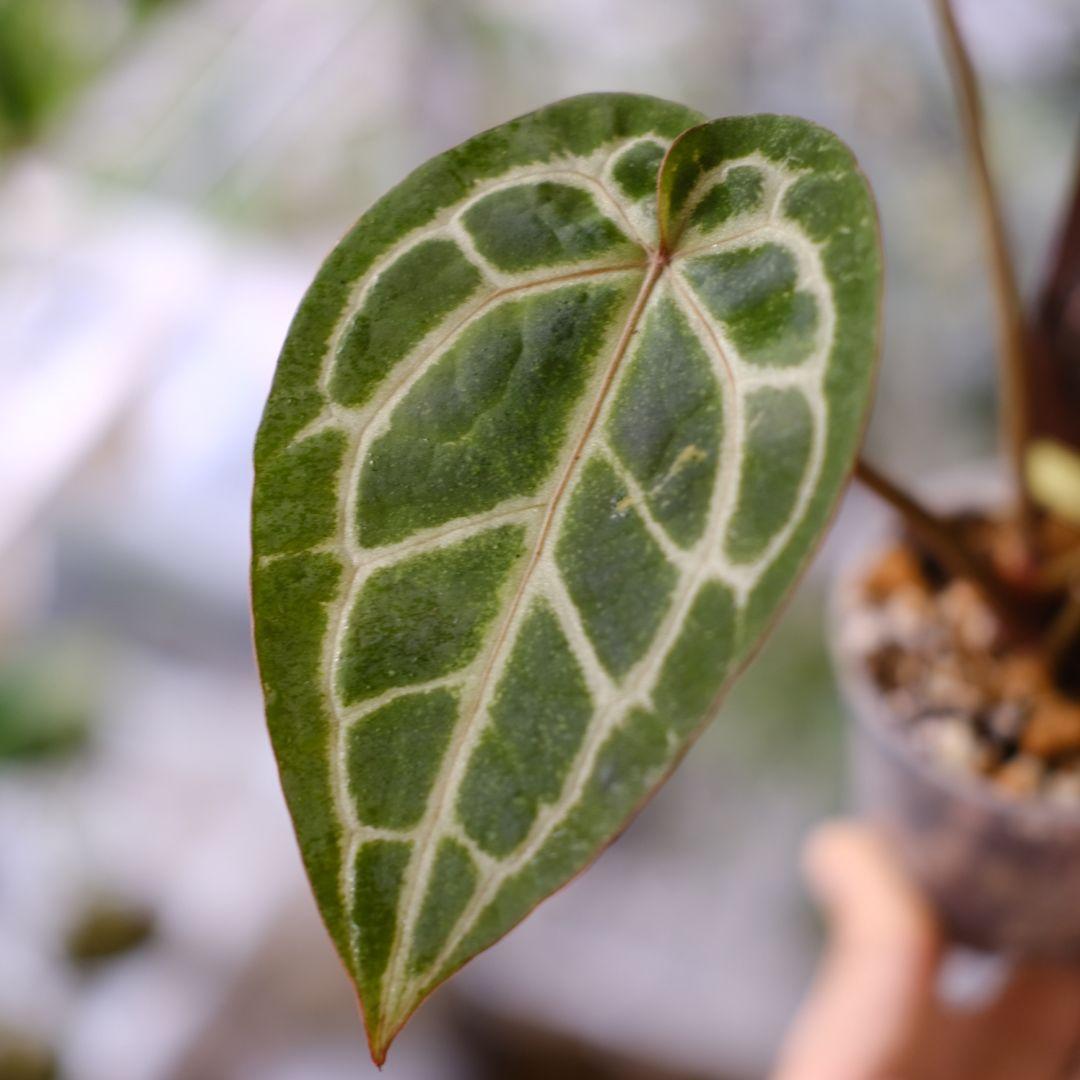 【正規】Anthurium 'Michelle' / アンスリウム・ミシェル⑦
