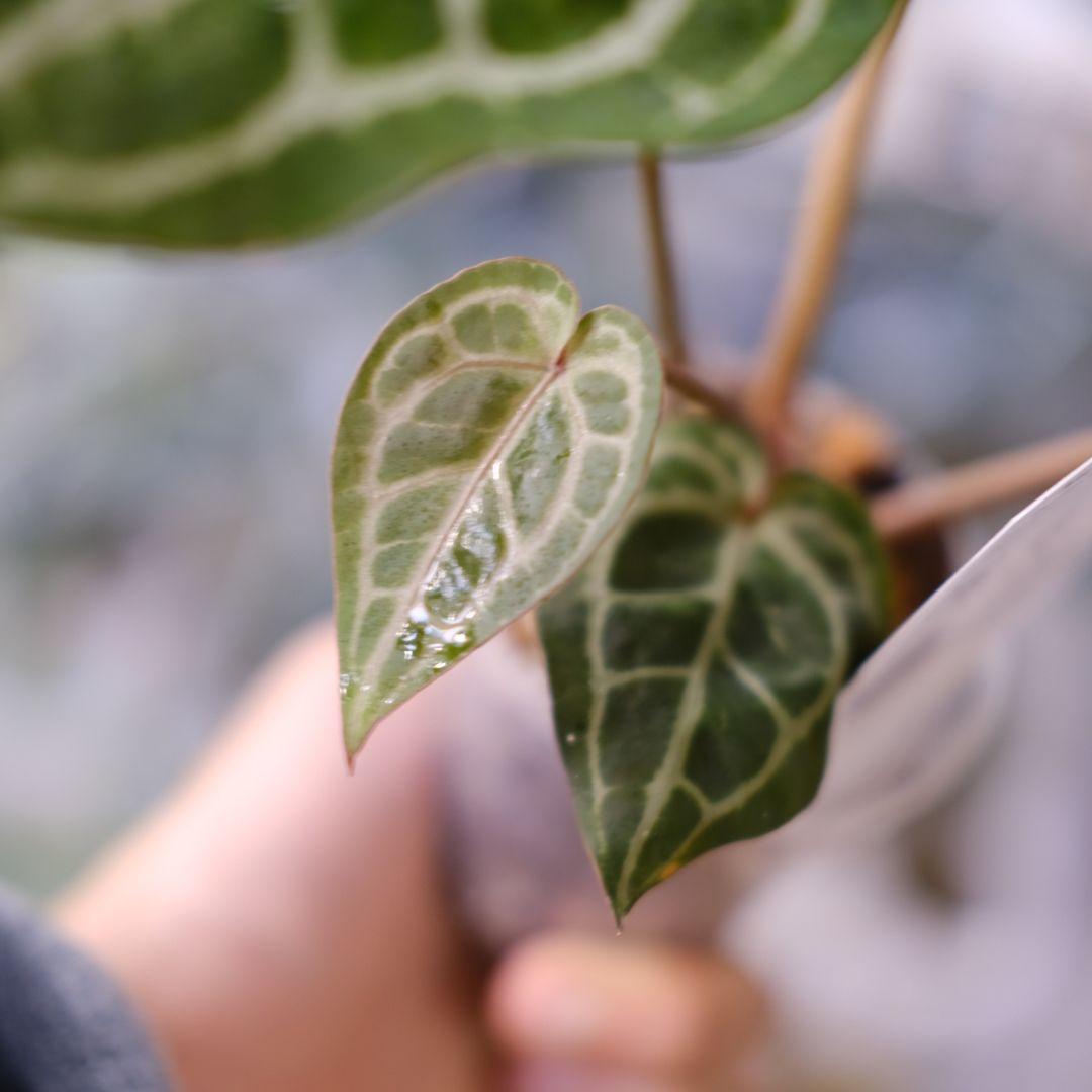 【正規】Anthurium 'Michelle' / アンスリウム・ミシェル⑦