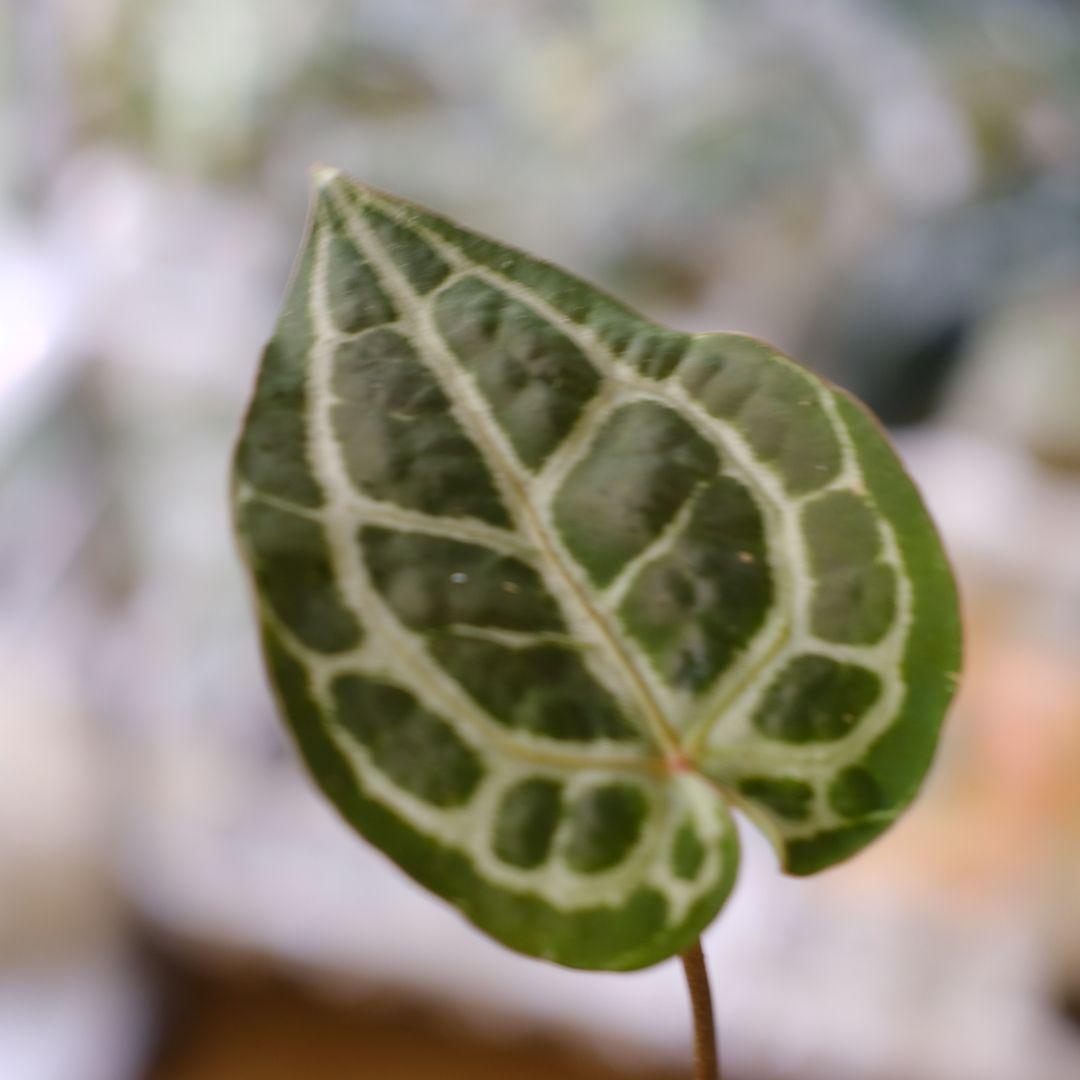 【正規】Anthurium 'Michelle' / アンスリウム・ミシェル⑦