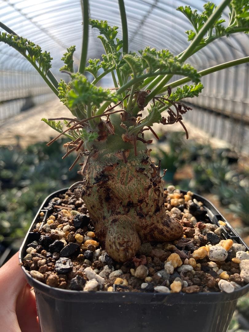 ペラルゴニウム　クリズミフォリウム　実生