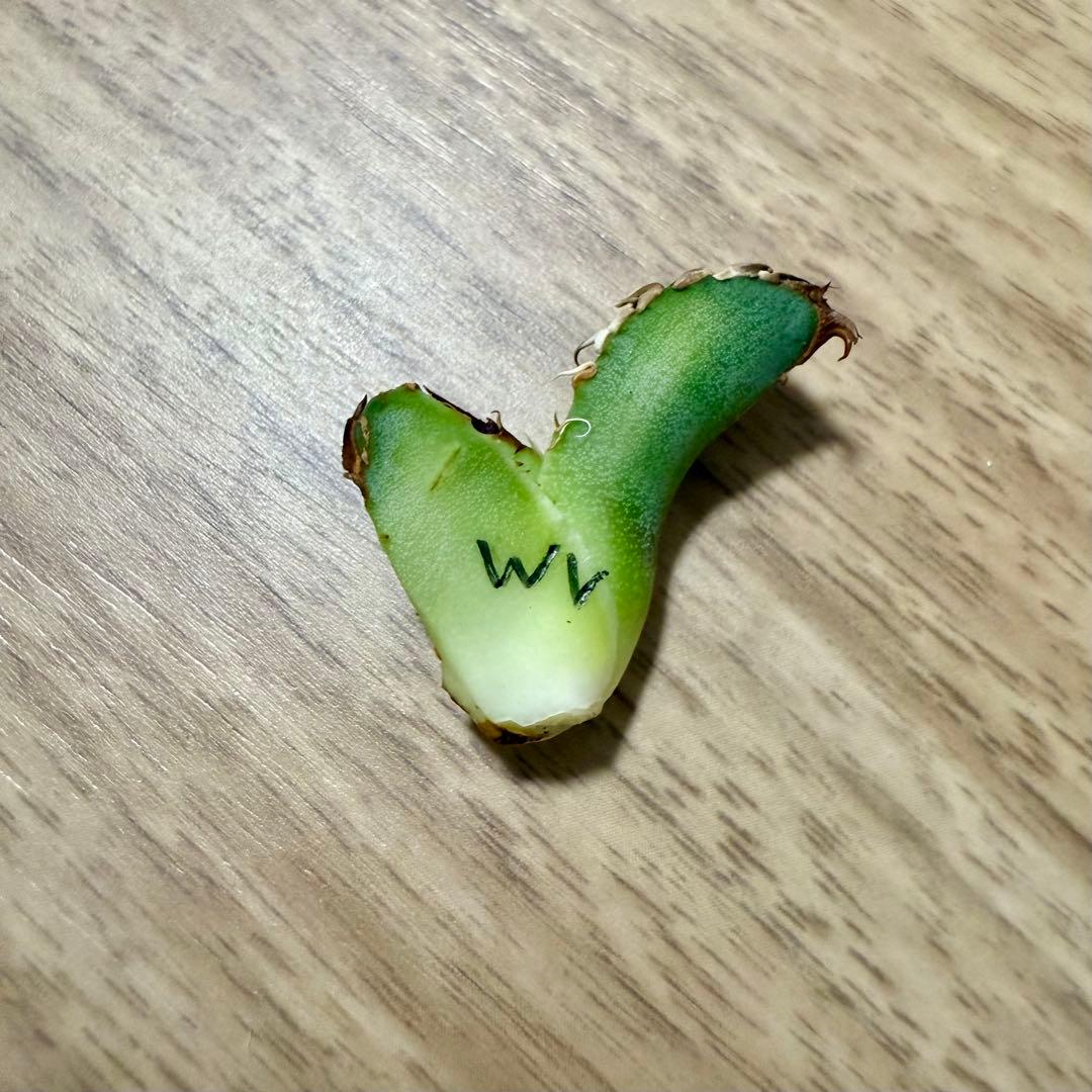 アガベ チタノタ　MS-WV ① 【限定値下げ】