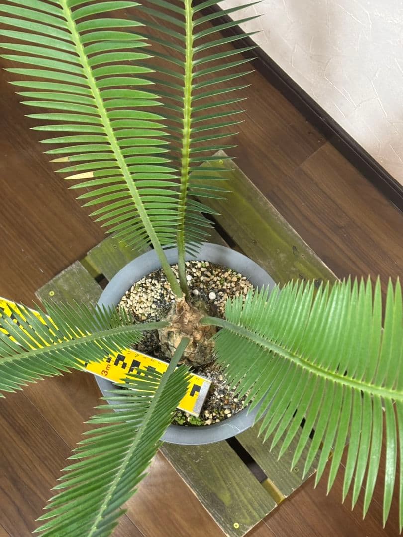 ディオーン エデュレ