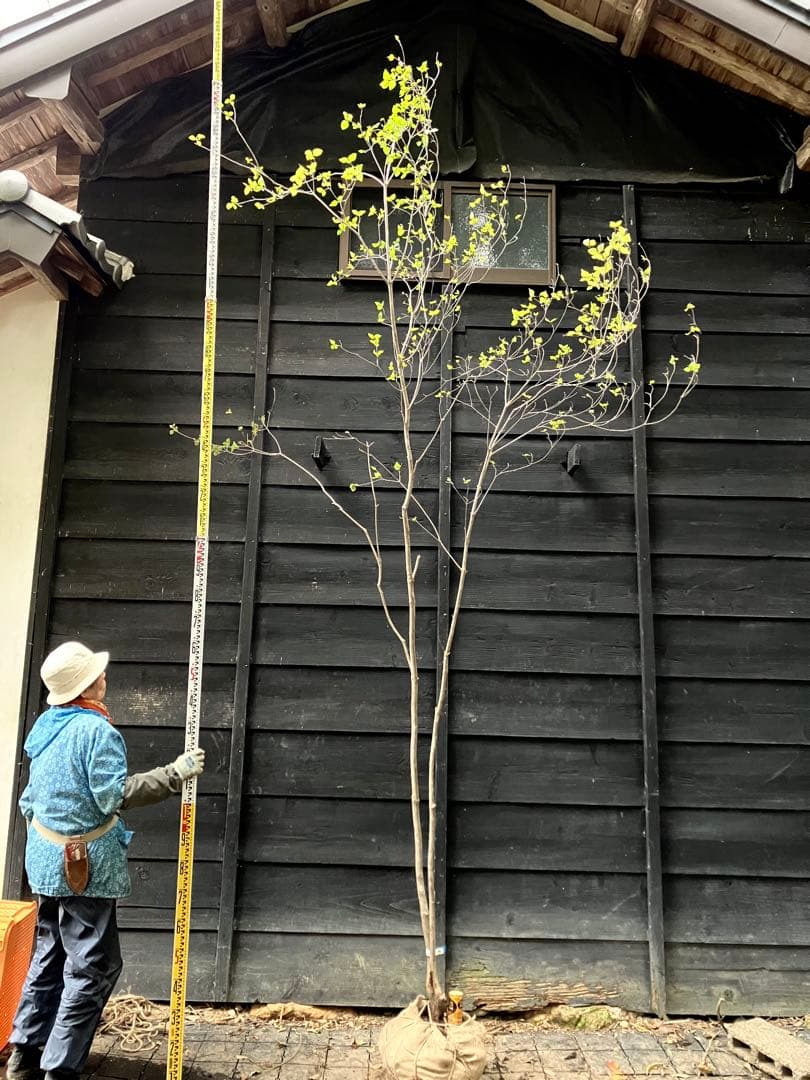 900 山採り　ミツバツツジ