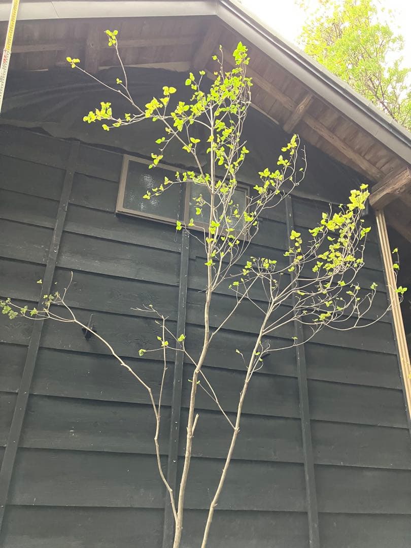 900 山採り　ミツバツツジ