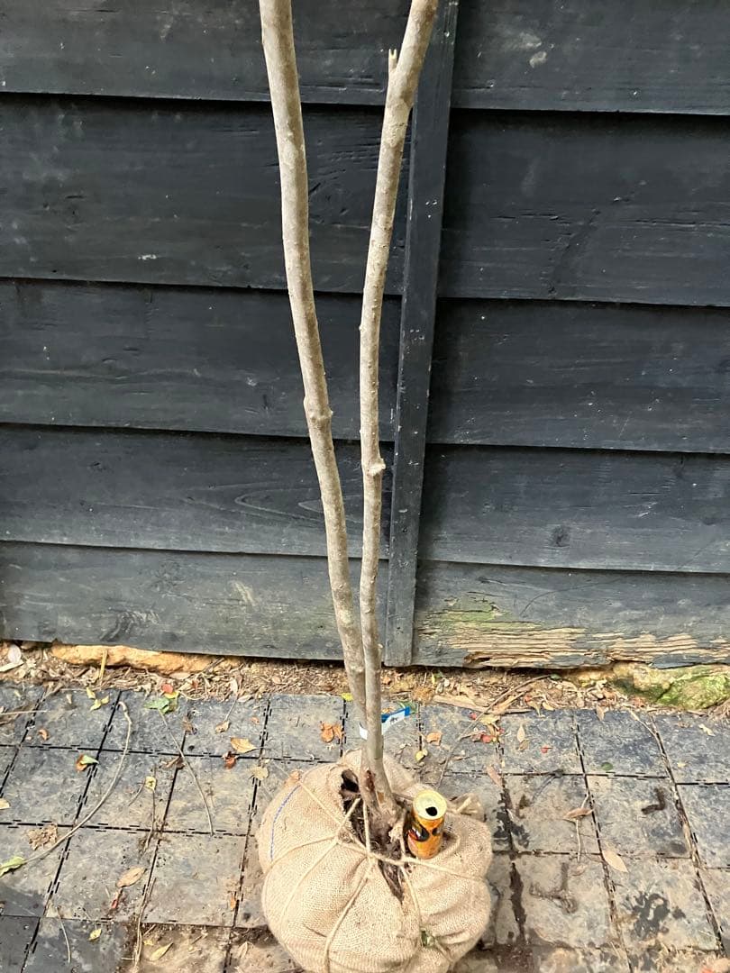 900 山採り　ミツバツツジ