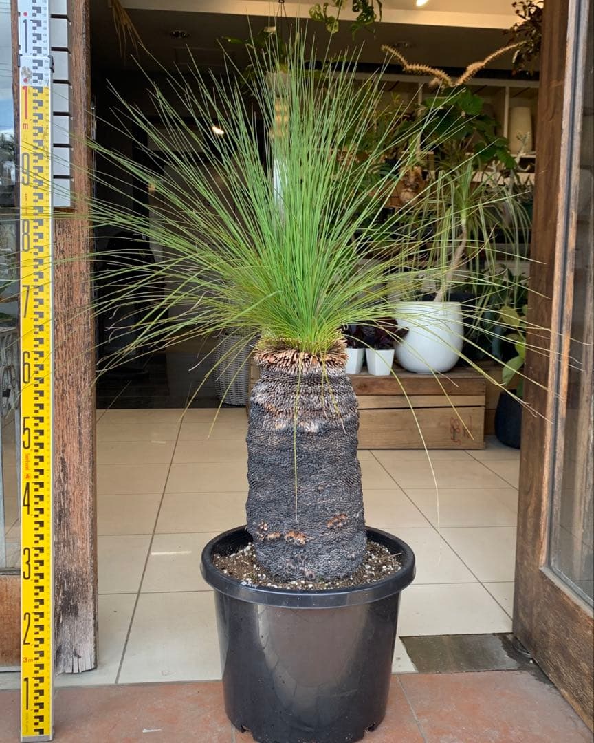 幹高め　分頭 クサントロエア ジョンソニー ブラックボーイ 発根済み