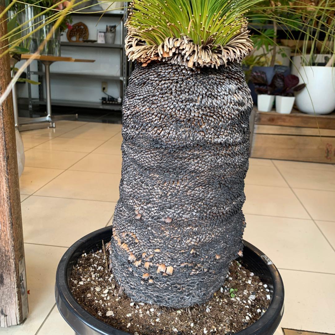 幹高め　分頭 クサントロエア ジョンソニー ブラックボーイ 発根済み